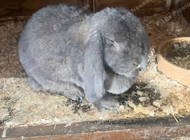 Female French Lop rabbit for rehoming
