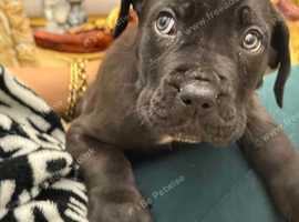 Cane Corso X presa Canario