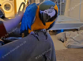 BLUE & GOLD MACAW