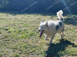DEAF BLUE MERLE COLLIE ALFIE REHOME
