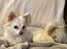 Kc Registered Chihuahua girl