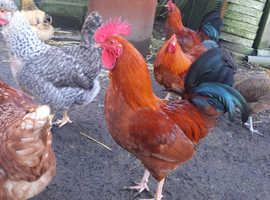 Free bantam Roosters
