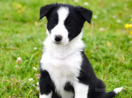 Beautiful litter of border collie puppies
