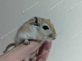 Pair of male gerbils