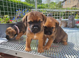 Border Terrier Puppies for Sale