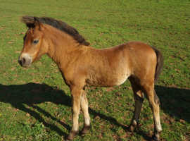 4 x Dartmoor foal