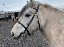 Registered Highland Pony - ready for backing
