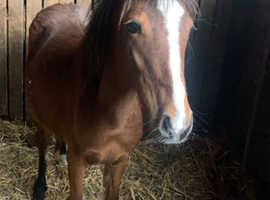 Welsh bay mare 2 years