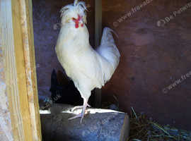 Handsome polish cockerel