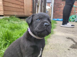 Lovely pups for sale SOLD