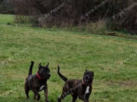 Dog walker