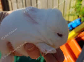 Beautiful babies rabbit
