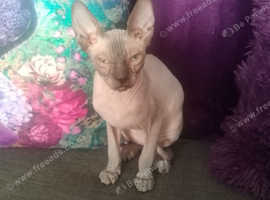 Russian Hairless Donskoy Sphynx