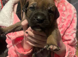 English mastiff x Belgian malinois