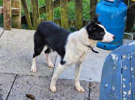 Border collie for store sale near me