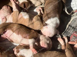 beautiful litter