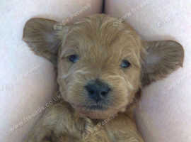 Irish Doodle cross miniature poodle f1b pups