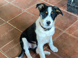 One Tri coloured Sheepdog Puppy 16 weeks old. Working parents.Had both injections