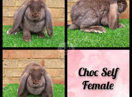 Pure Bred French Lops - Fully Vaccinated