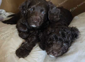 Cockapoo puppies