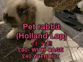 Hop - Male Holland Lop <1 Yr