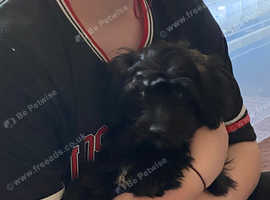 F1 very loving maltipoos, one girl left, ready now