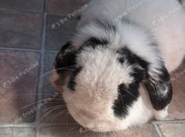 Gorgeous female mini lop