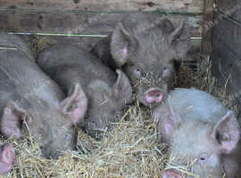 Pedigree middle white pigs available