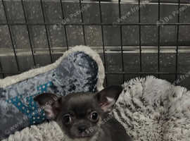 Chihuahua puppy