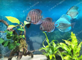 Beautiful Discus fish open to offers