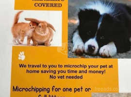 Pet microchipping