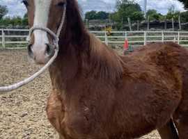 Monty Yearling Fully Reg Sec D