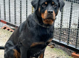 Rottweiler female for sale