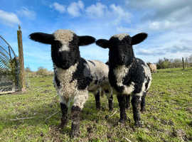 Twin Valais Blacknose x Dutch Spotted Lambs