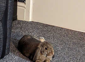 Beautiful French lop 5 months old