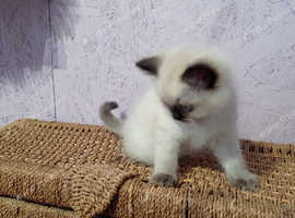 Ragdoll Kitten, for His Forever Home! Sweet nature!