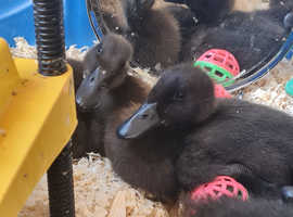 GORGEOUS QUALITY PURE CAYUGA DUCKLINGS LAST 6 LEFT