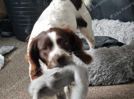 Springer spaniel