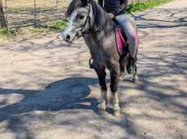 11.3/12h (ish) 3Yo Gelding Honest Pony