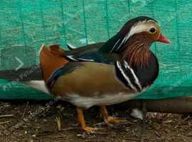 Male mandarin duck for sale NOW SOLD