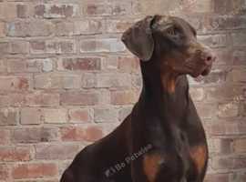 Blue doberman best sale for sale