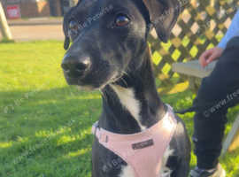 jack russell cross salukai