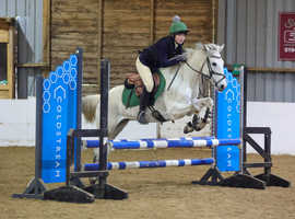 Very sweet 11yr old 14.1 registered Connemara