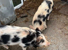 Kune kune Boar