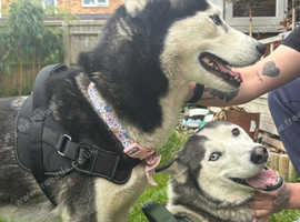 Two beautiful huskies