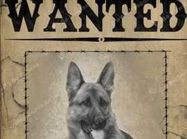 German shepherd pup