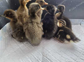 Indian Runner Ducklings