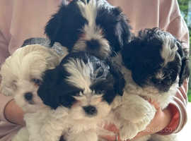 *REDUCED* Zuchon Puppies - ready from 27/4/24