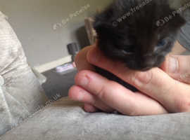 Kittens