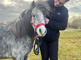 Lovely, Easy, All Up to Date 4 Year Old, 10.2hh Welsh Lead Rein/Therapy Project Mare, Companion Pony or Family Pet.